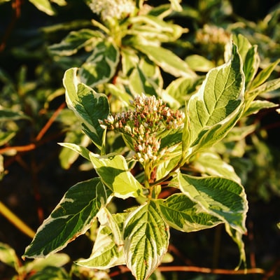 特写摄影中的绿色植物
